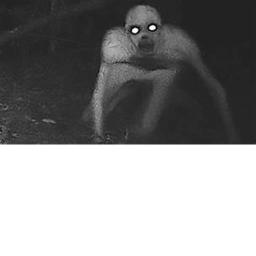 Survive the Rake