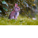 Hase ist cool
