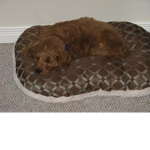 Puppy for ev