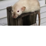 Mommy rat and kids
