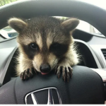 matt's raccoon and animal loving community