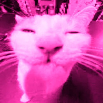 Feline "Therapy"