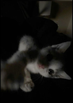 Meowwww<3