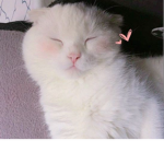 Fur babys