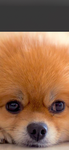 The Pomeranian squad group