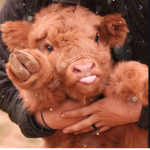 The moo moo club