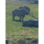 Gaming rhino