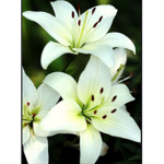 Gentle lilies