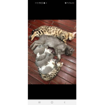 Kitty kitty kitty kitten cats