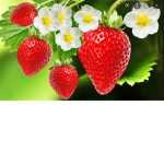 strawberry flowers studio
