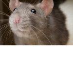 Rats are coolz