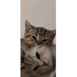 Meow?