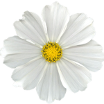 ‘flowers’