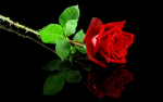 Rosethorn Protection