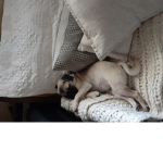Rats and pugs United