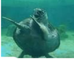 turtle!!!!!!!!!!!!!!!!!!!!!!!!!!!