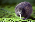 kiwi bird fan group