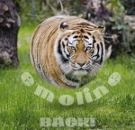 emoline
