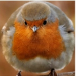Da_BirdGirl Official Group