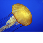 JELLYFISH ARE THE MOST Beautiful thing ever