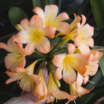 clivia