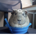 Cookie and Pie the guinea pig
