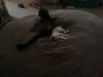 Loki and Princess Group
