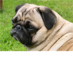 pug friends