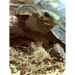 Polkadot the tortoise fan club!