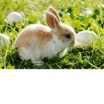 AwesomePpleXD