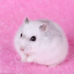 Hamsters and Pandas