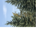 Forest group (read description)