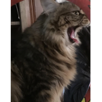 TheCatMat