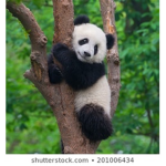 Pandas on fire