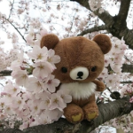 bearlace