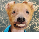 dog. dog. dog. dog. dog. dog. dog. dog. dog. dog.