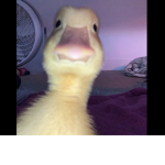 Duckys.