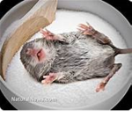 Sugar Rats