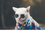 gatos com oculos susseced