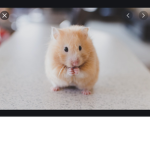 Hamster gall