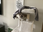 The BLUE THE BEST CAT group