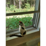 Kittns
