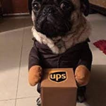 puppy delivers