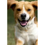 Rabie dogs need love to
