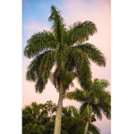 PalmGroup