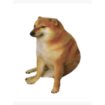 Group of dogs that are kool