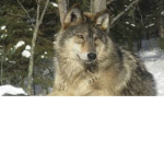 The wolf group 123
