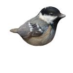 Coal-tit on head