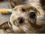<3dogs<3