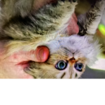 Something happened to this cat